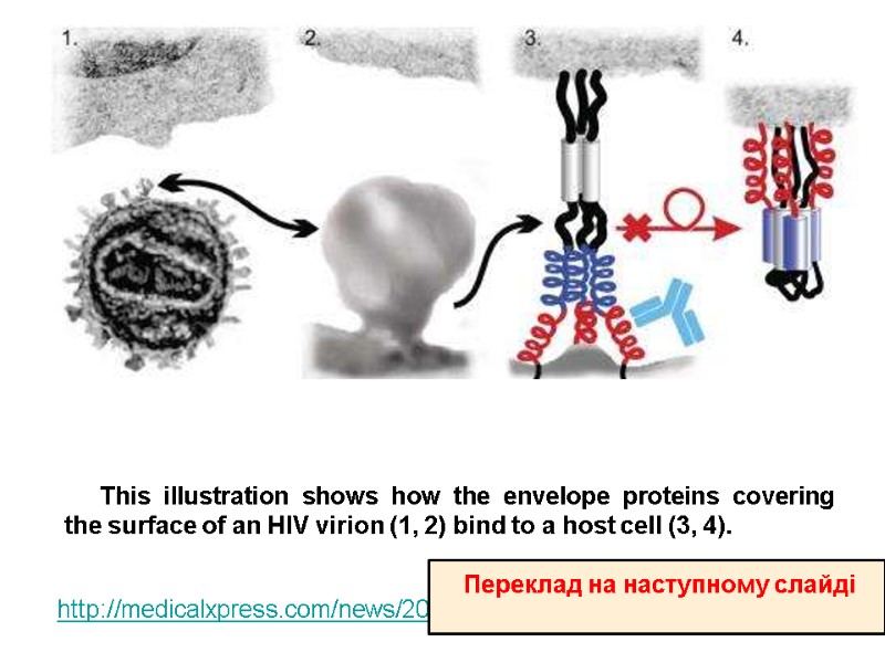 This illustration shows how the envelope proteins covering the surface of an HIV virion